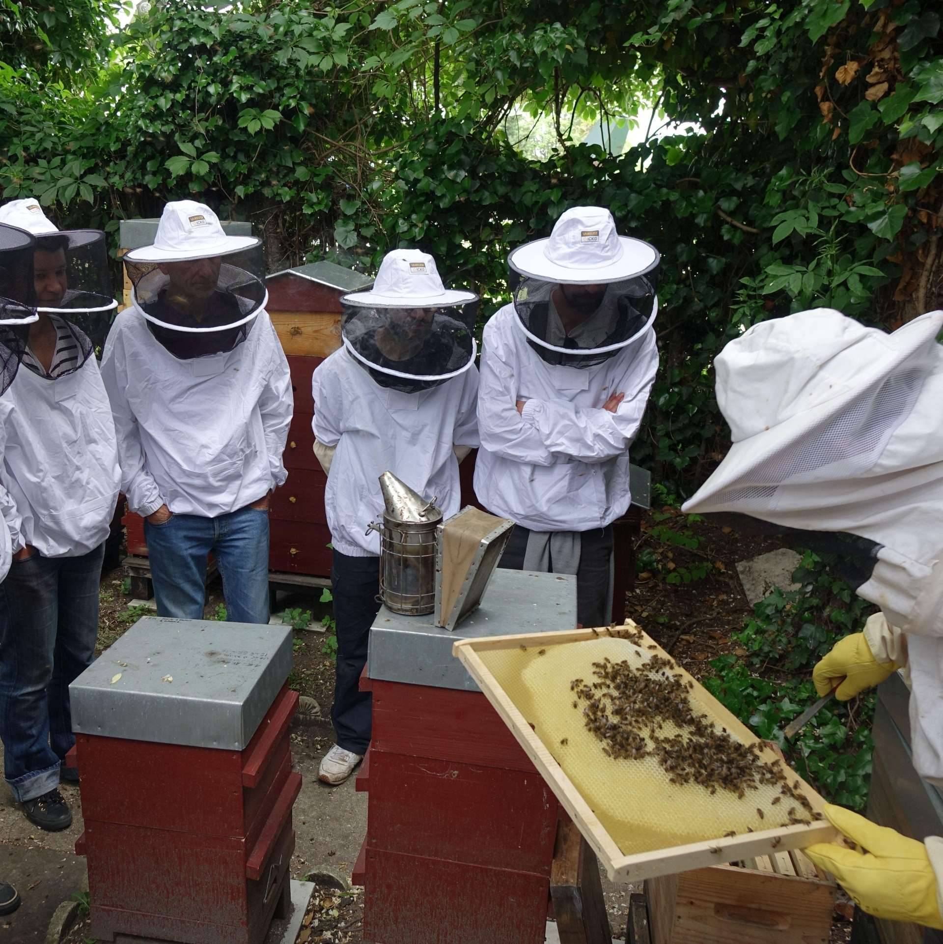initiation-a-l-apiculture-avec-un-apiculteur-de-zone-sensible.jpeg