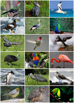 bird_diversity_2013.png