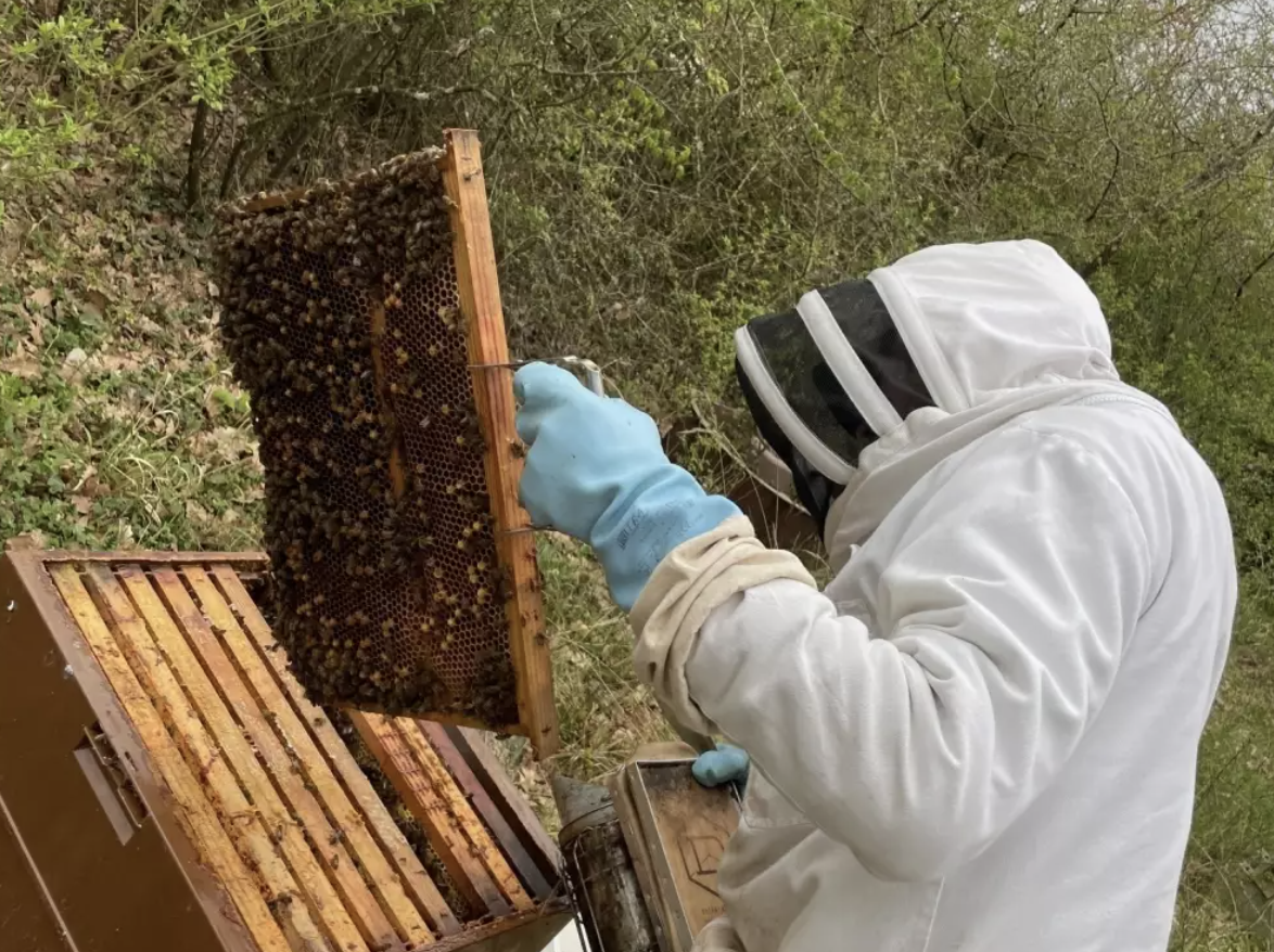 Atelier famille apiculture