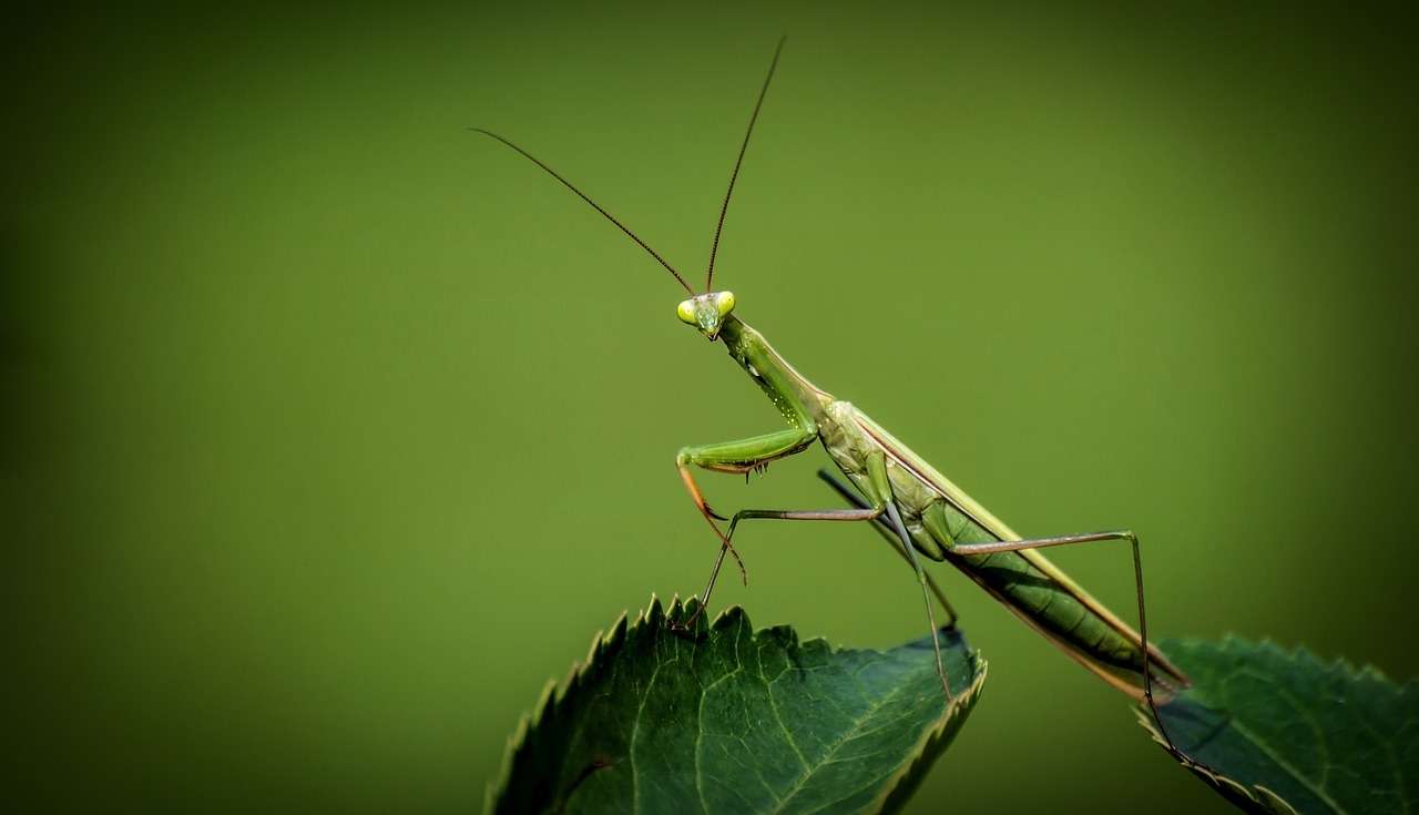 praying-mantis-1170776_1280.jpg