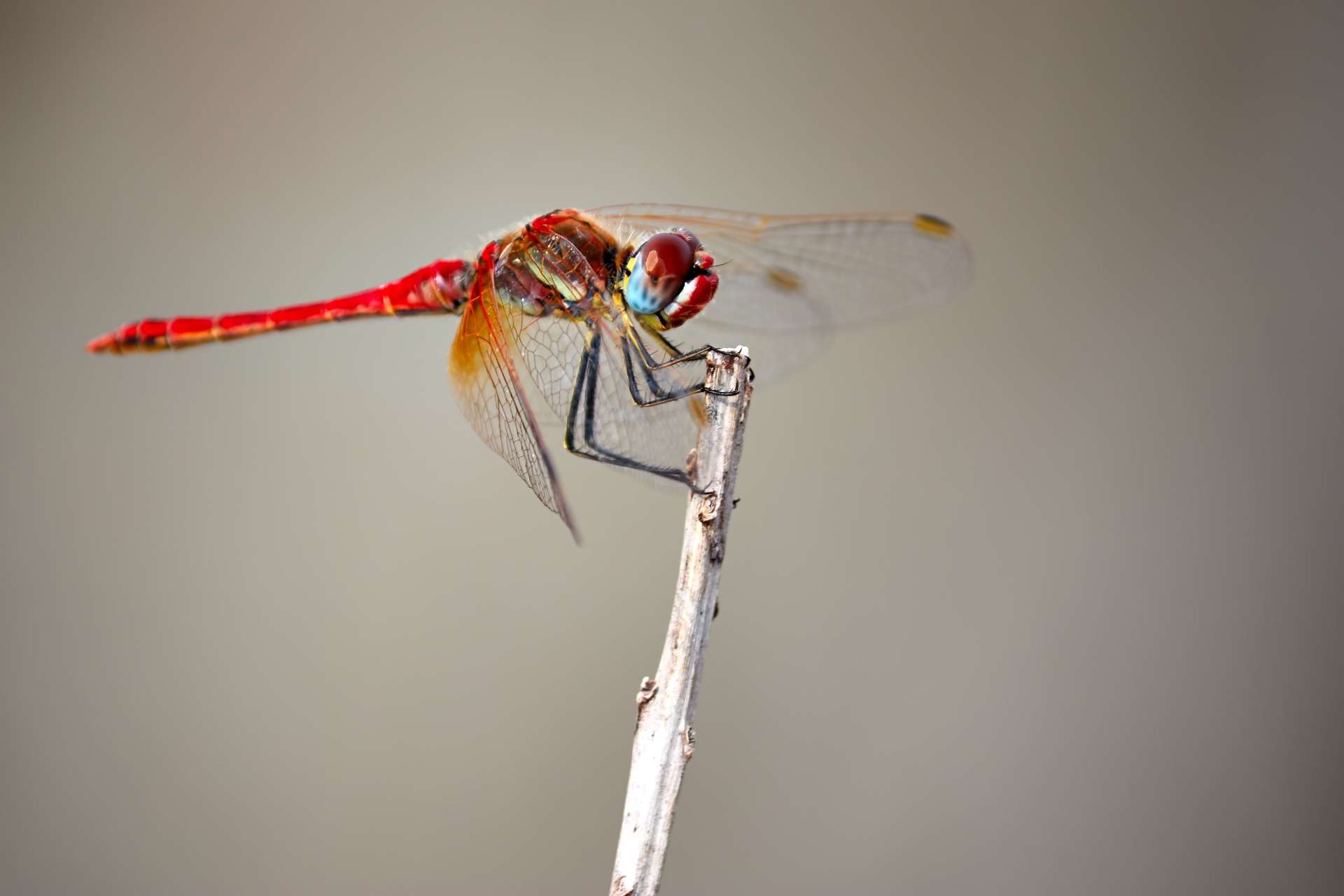 Photo de Une : Sympétrum à nervures rouges (Sympetrum fonscolombii)